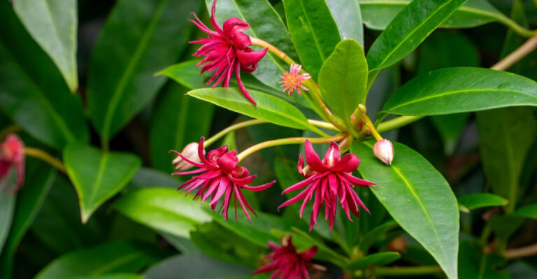Florida anise