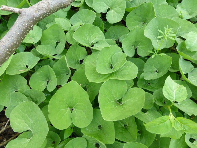 Establish Wild Ginger For Shady Clay Spots
