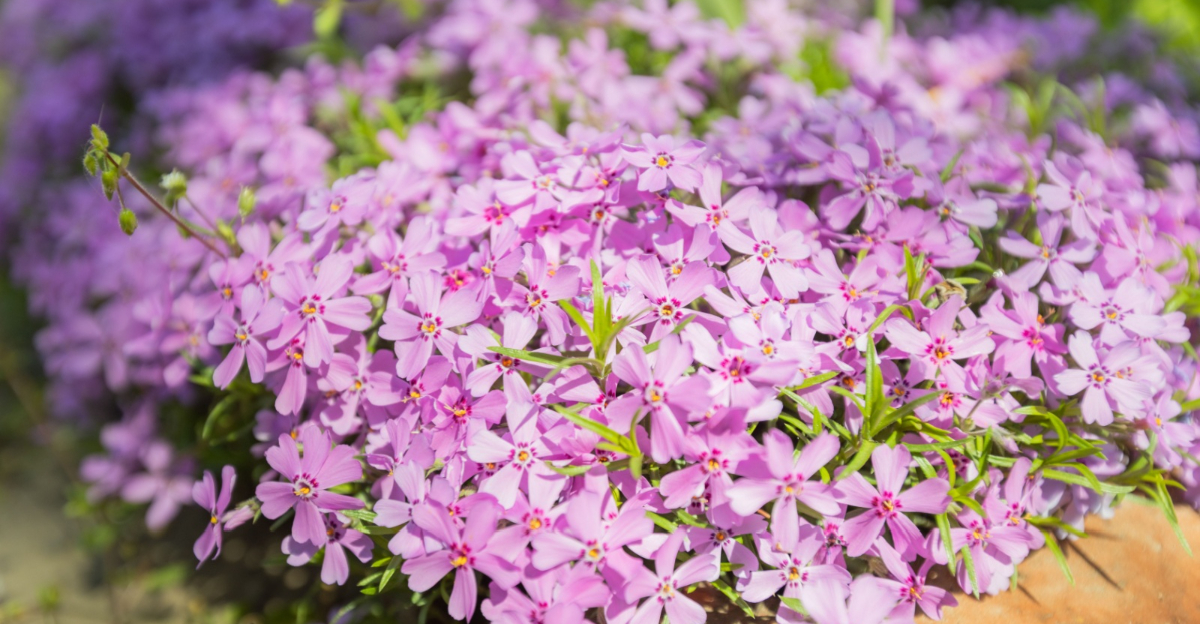 creeping phlox