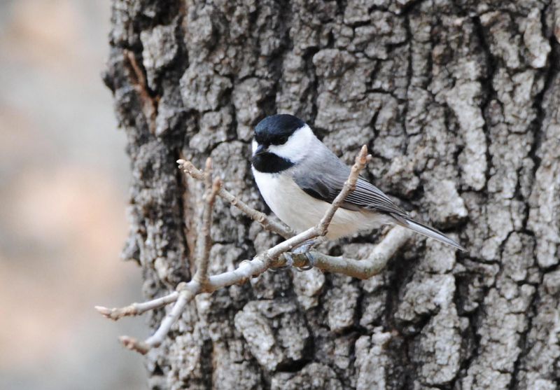 Oak Trees Turn Your Yard Into A Bird Magnet