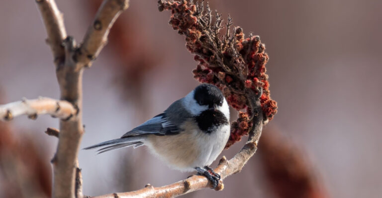 chickadee