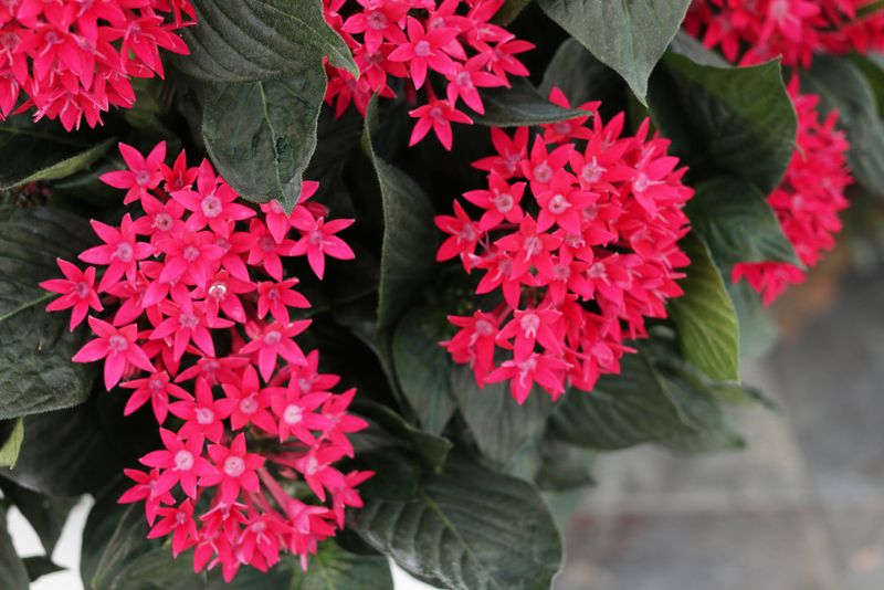 Add Pentas For Nonstop Red Blooms And Pollinators