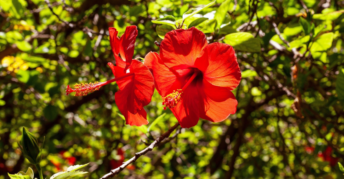 red hibiscus
