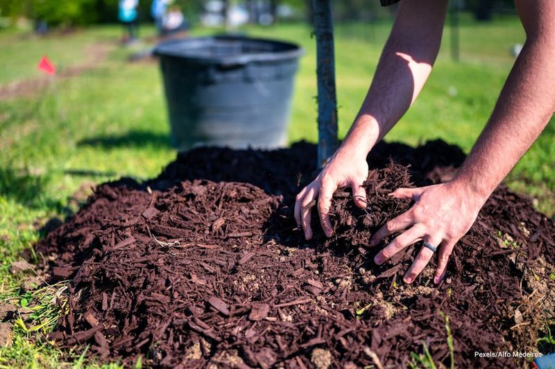 Mulch Does More Than Make Beds Look Good
