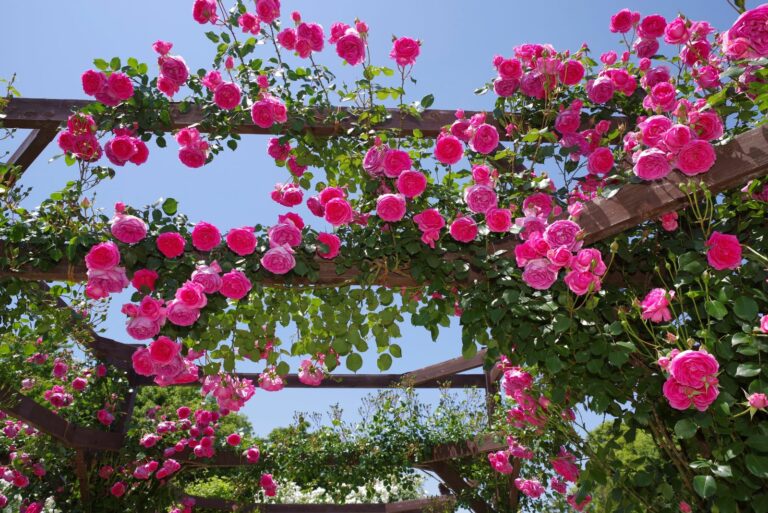 climbing roses
