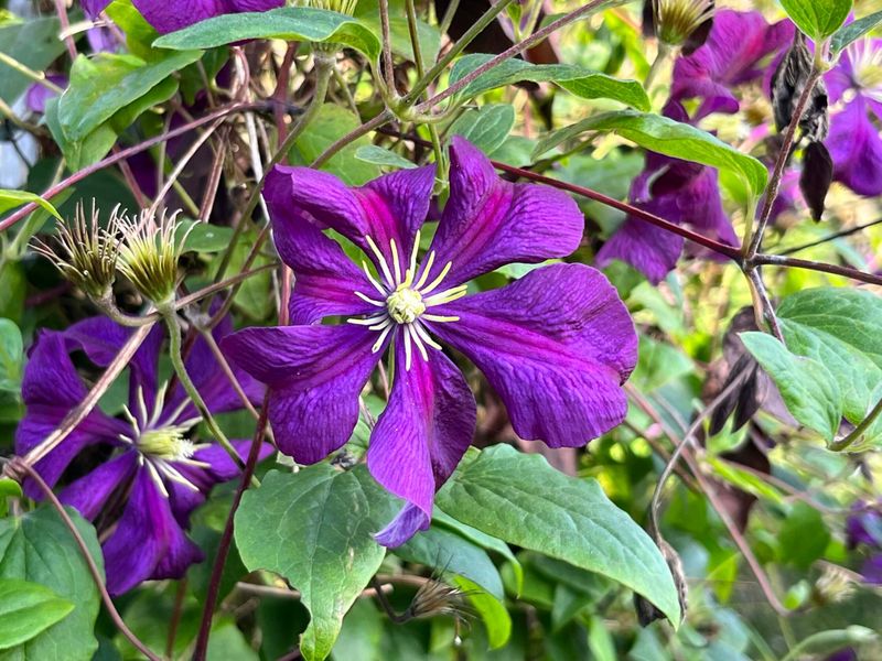 Clematis