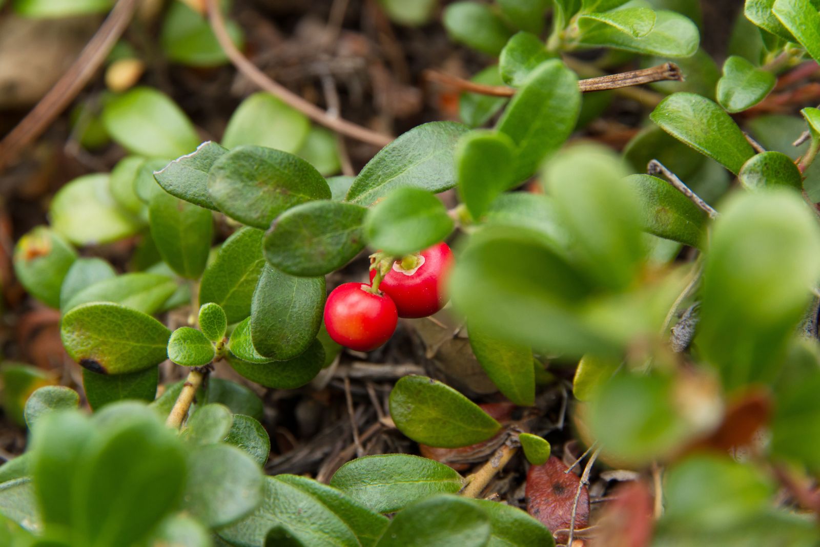 bearberry
