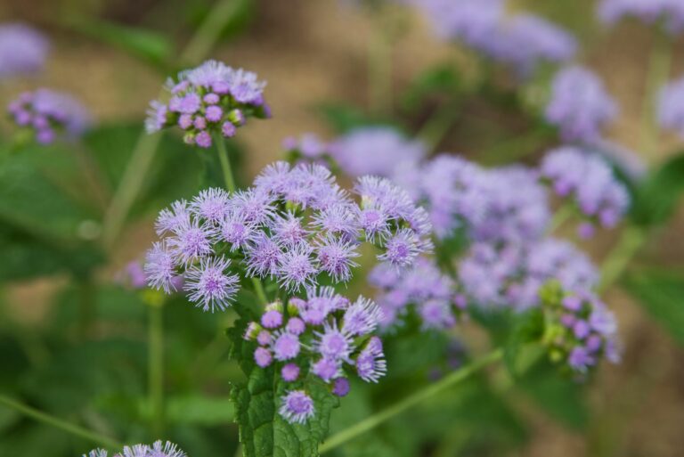 blue mistflower