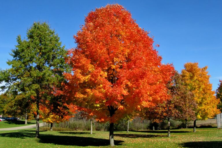 red maple tree