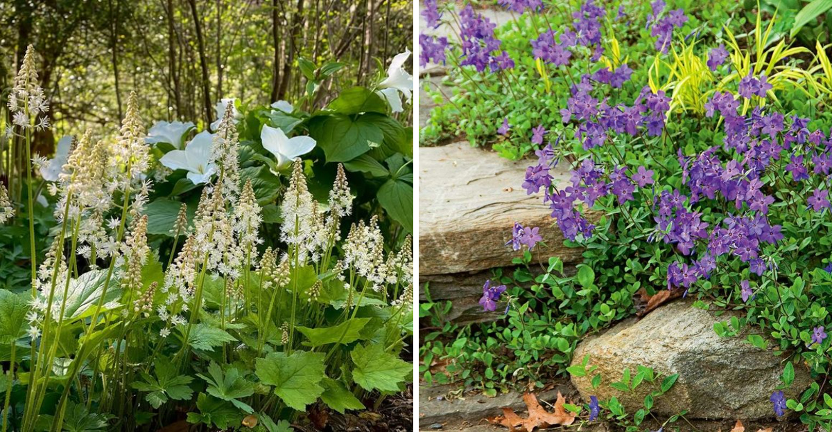 Foamflower and Creeping Phlox