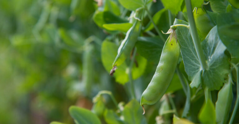 These Are The Crops Georgia Gardeners Start Planting In April
