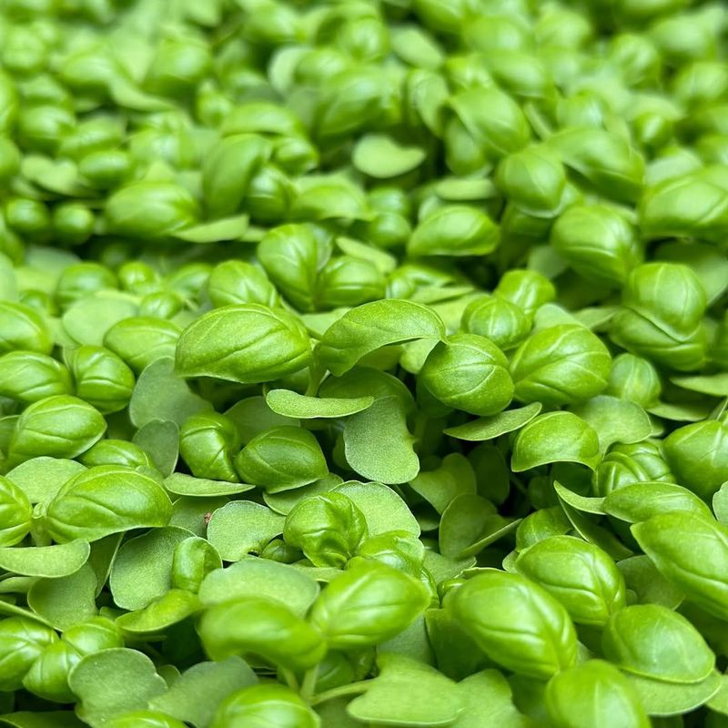 Basil Brings Fresh Flavor