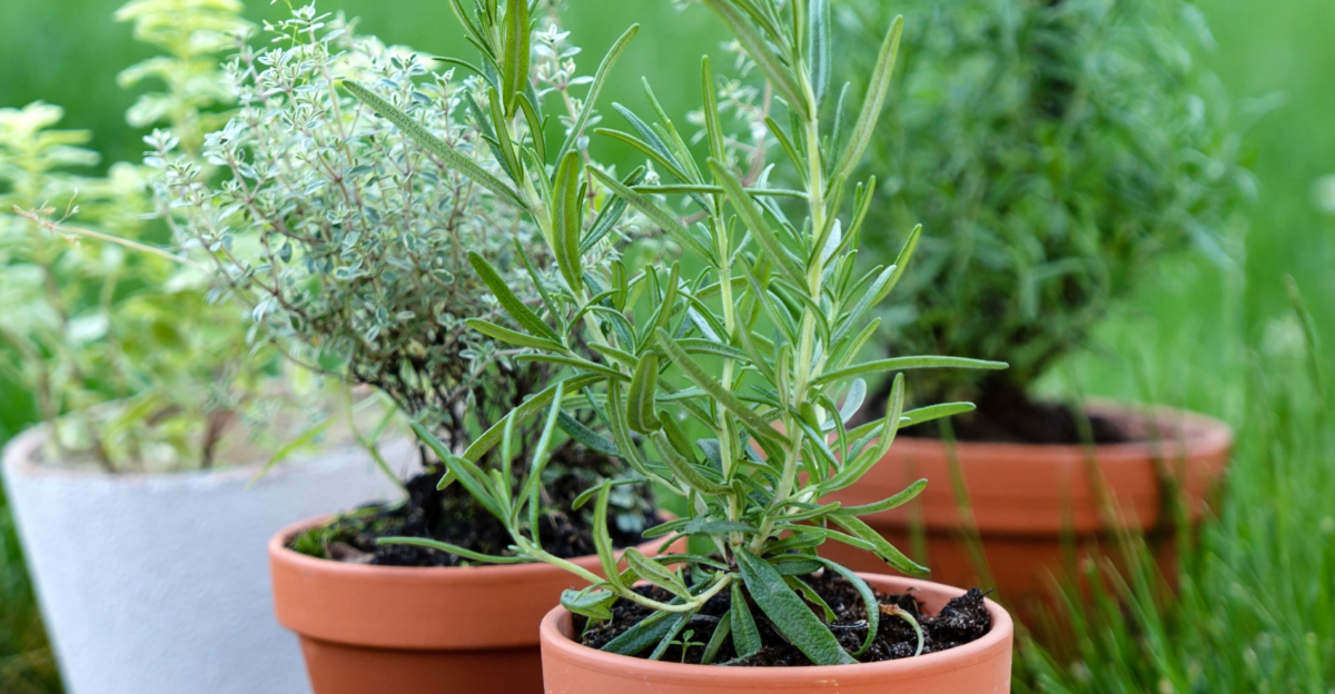 potted herbs
