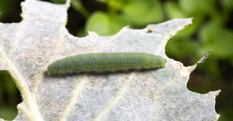 cabbage worms