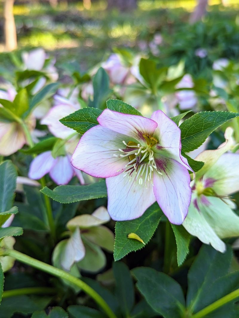 Hellebores Bring The First Color To Ohio Spring Gardens