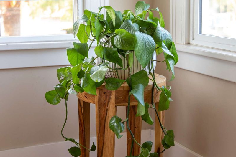Houseplants Beginning Active Spring Growth