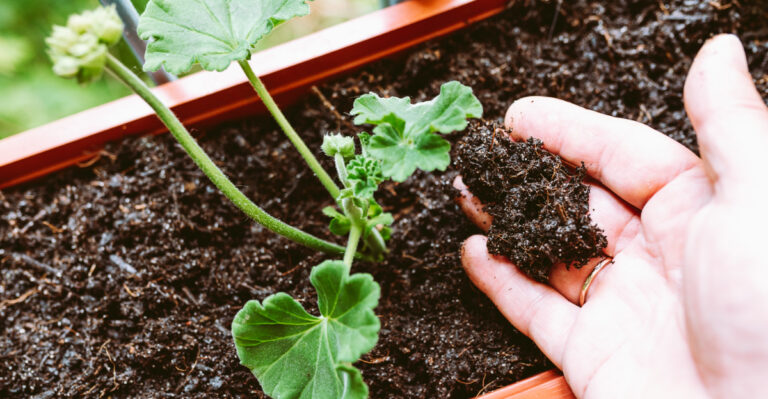 fertilizing houseplant