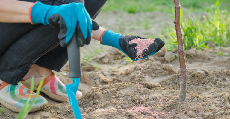 fertilizing fruit tree