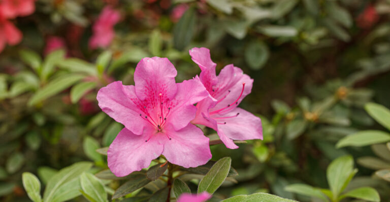 plant (featured image)