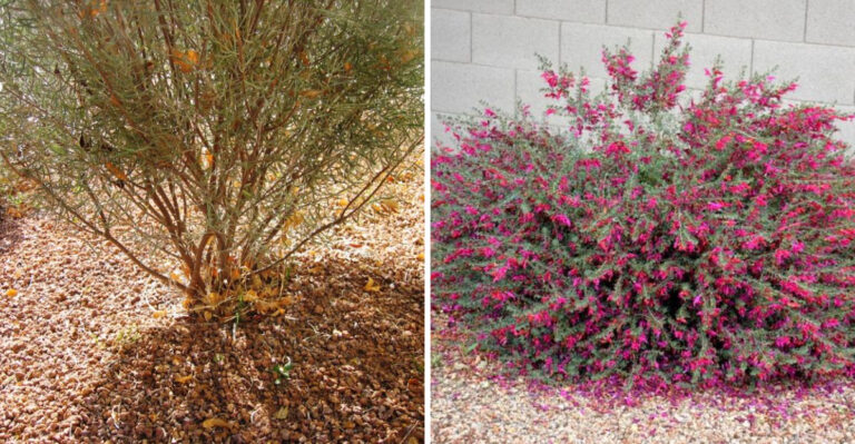 These Are The Shrubs Arizona Gardeners Should Trim Before Spring Arrives