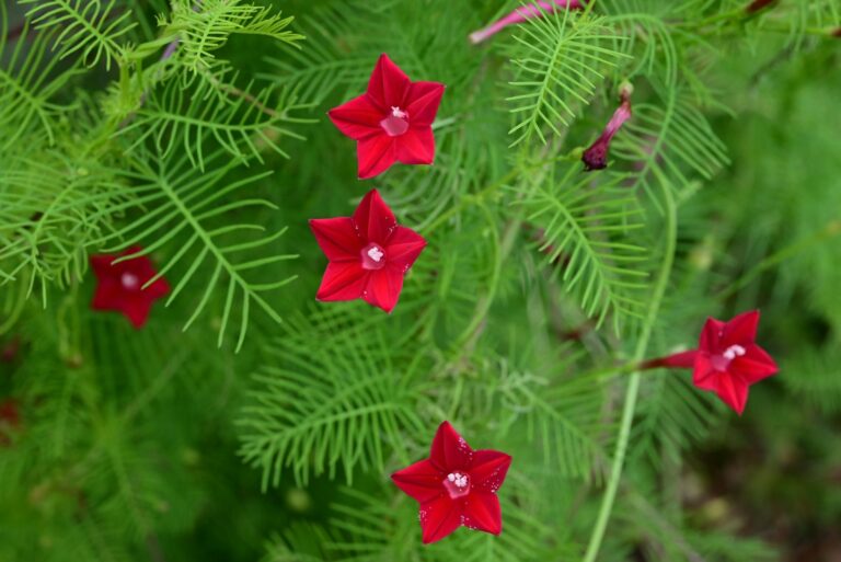 cypress vine