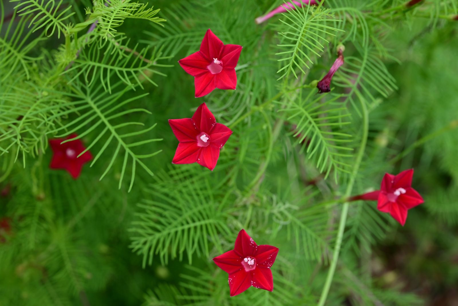 cypress vine