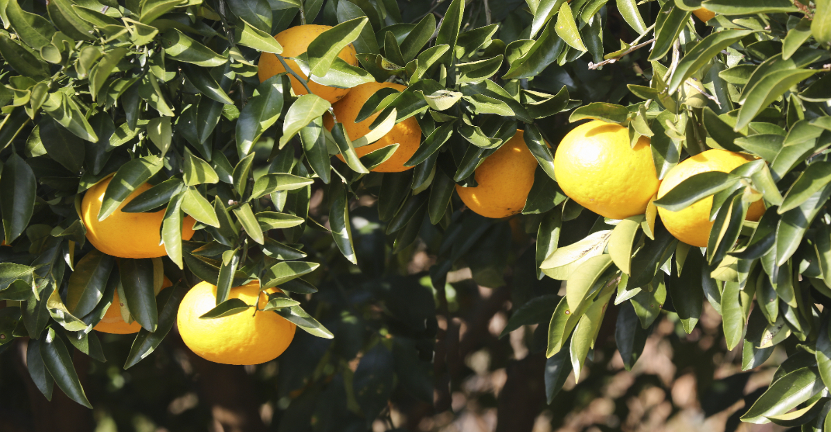 citrus tree
