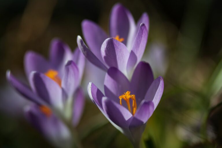crocus
