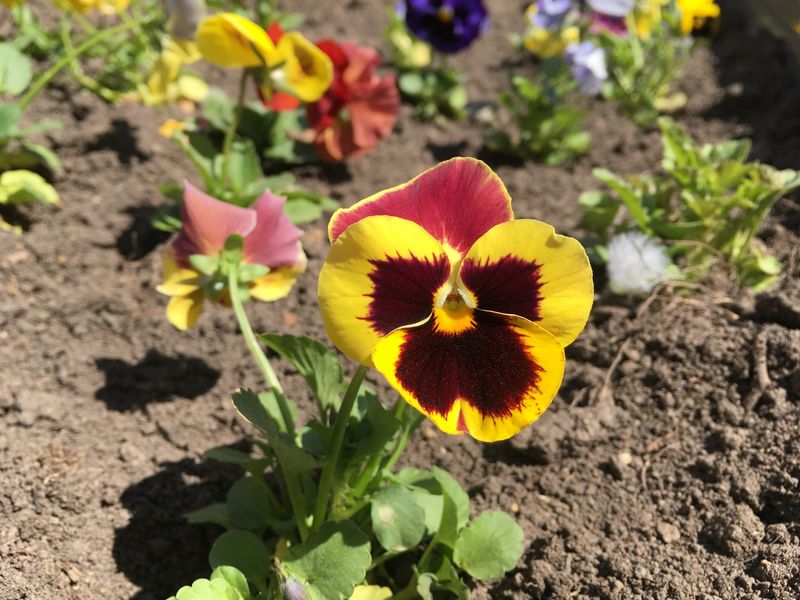 Pansies (Viola Tricolor Var. Hortensis)