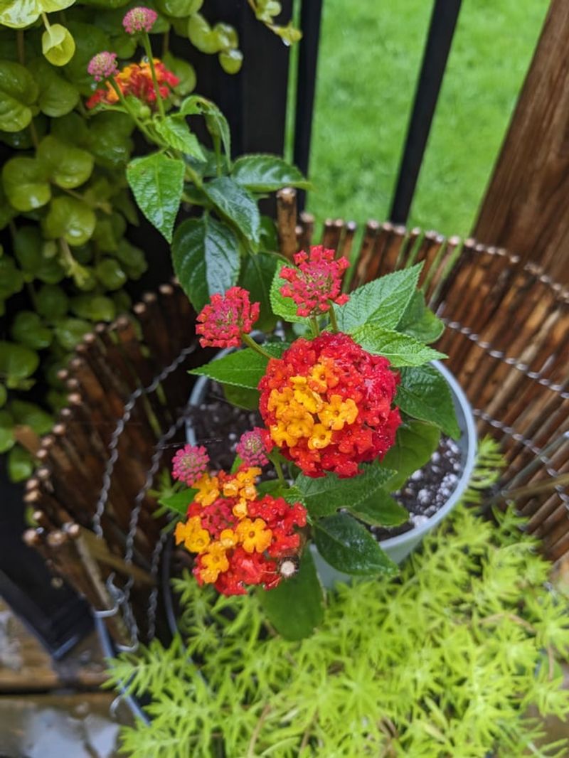 Lantana Thrives In Containers With Minimal Water