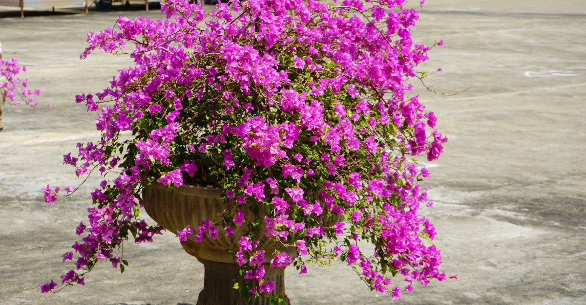 plant (featured image)