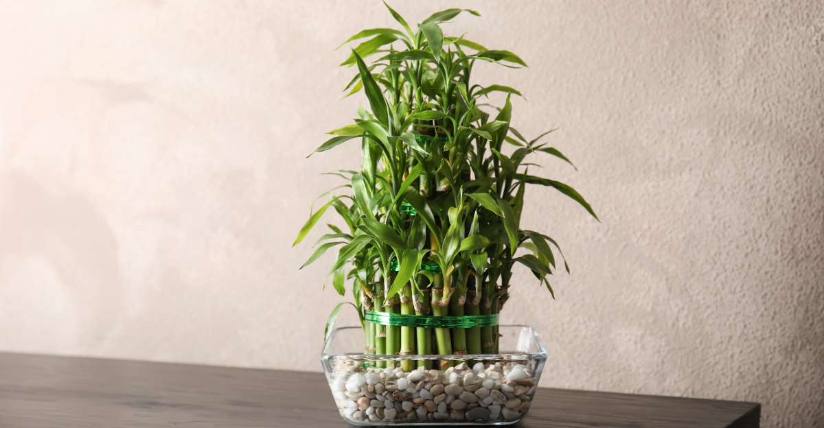 lucky bamboo (featured image)