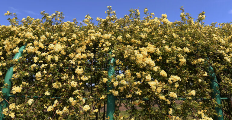 flowering vine (featured image)
