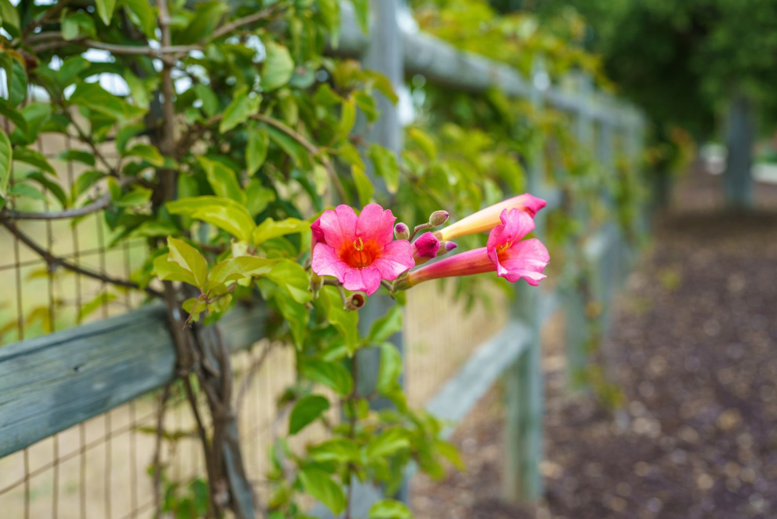 trumpet vine