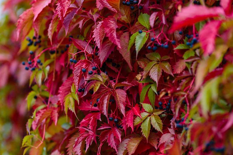 Virginia Creeper (Parthenocissus Quinquefolia)