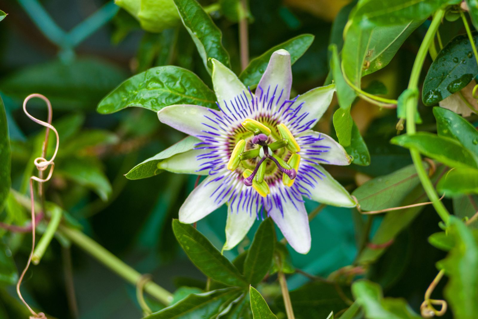 passionflower