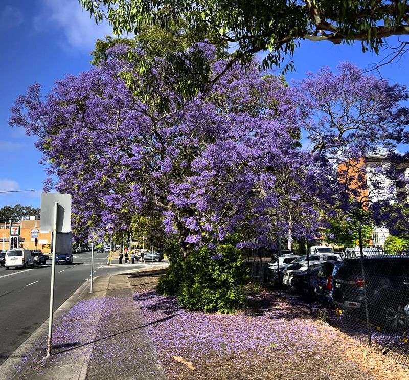 Jacaranda Drops Beauty All Over The Yard