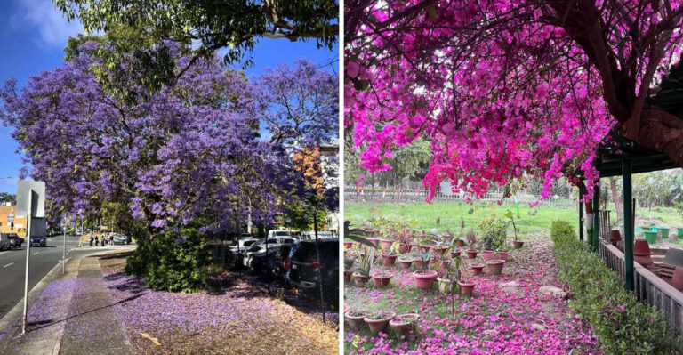 Jacaranda and bougainvillea fallen petals