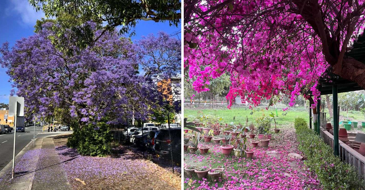 Jacaranda and bougainvillea fallen petals