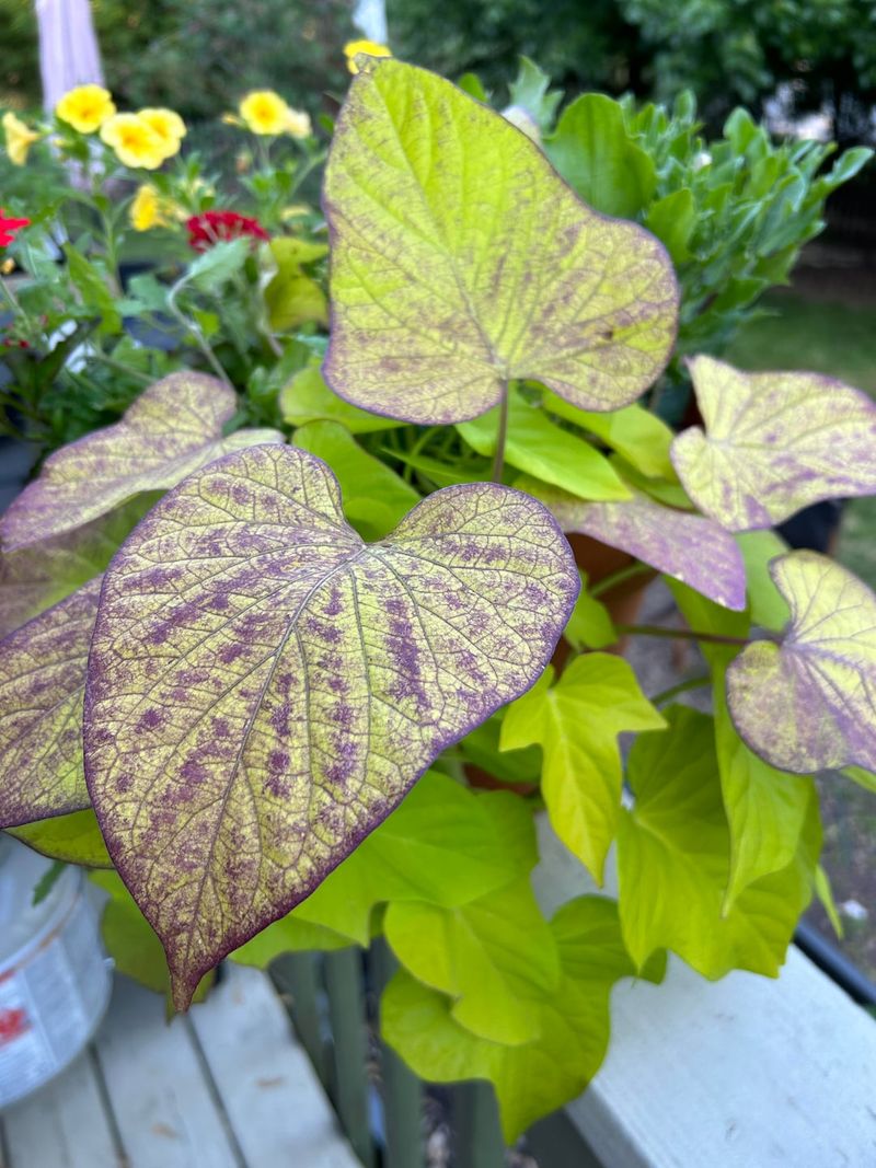 Summer Refresh Inviting Duo