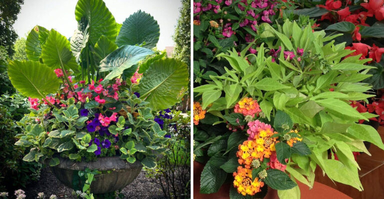 container garden ideas