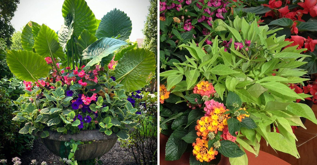 container garden ideas