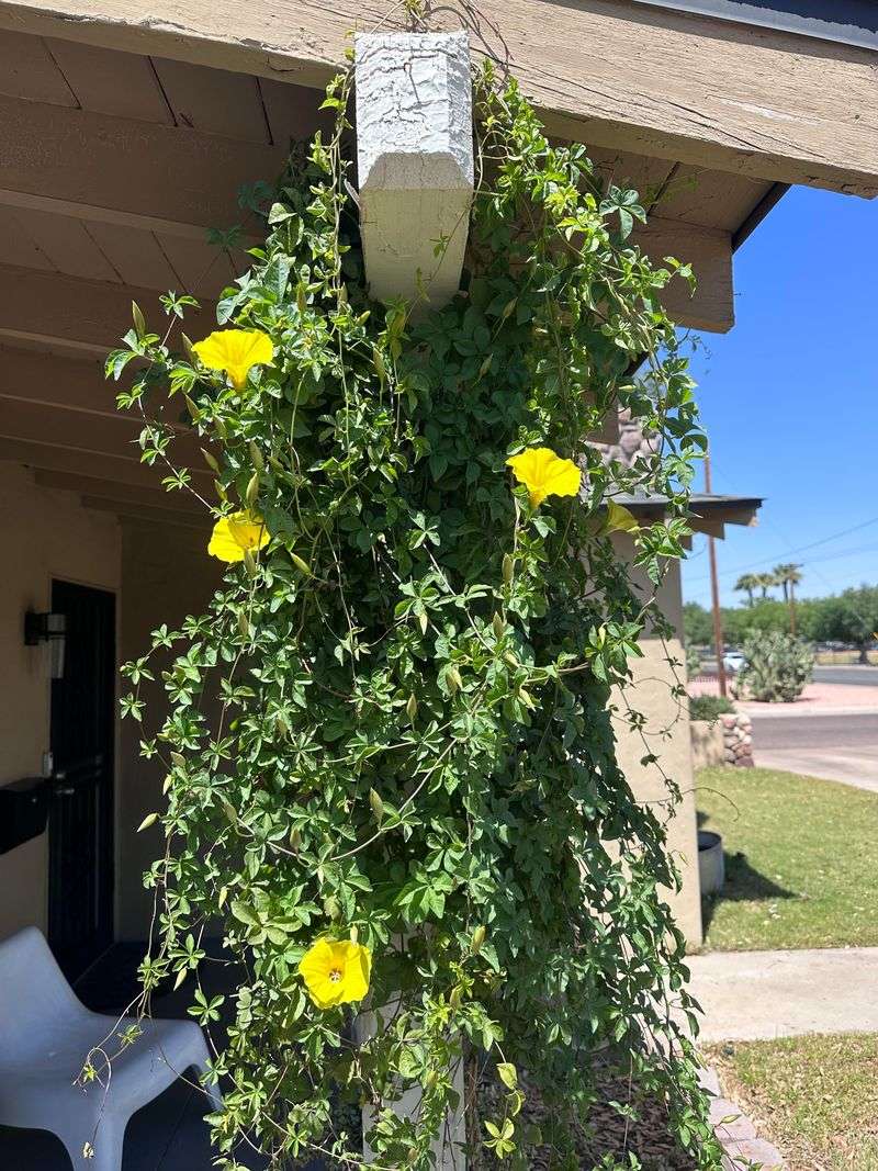 Merremia Aurea Twists Up Trellises With Tropical Style