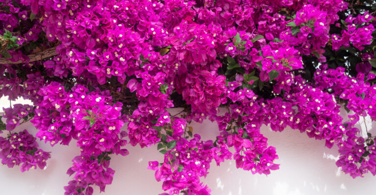 flowering vine (featured image)