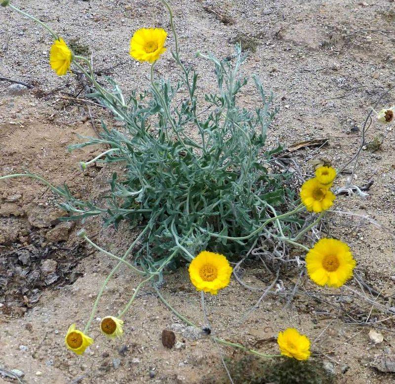 Desert Marigold Continues Blooming Even In Extreme Heat