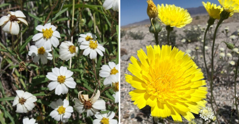These Flowers Survive Arizona Heatwaves Even With Minimal Watering