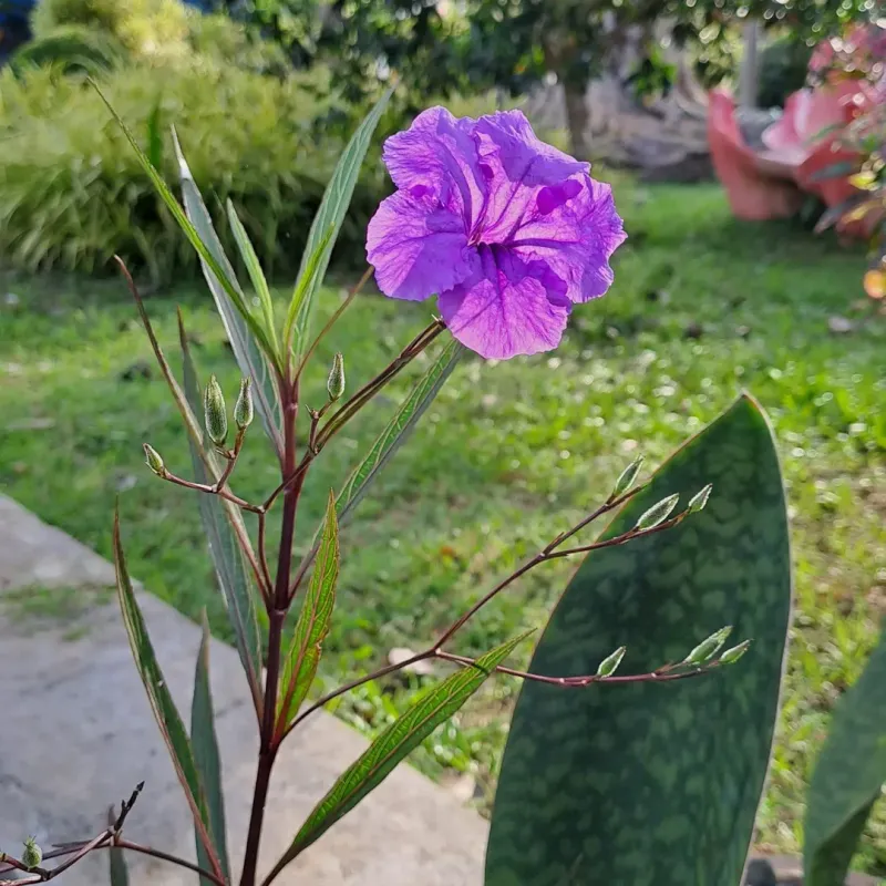 Mexican Petunia (Ruellia Simplex)