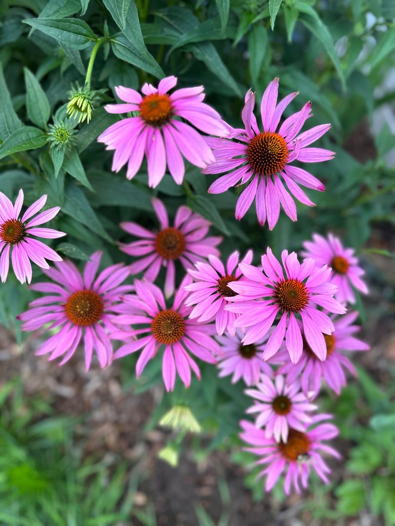 Coneflower Handles Heat And Keeps Blooming Through Summer