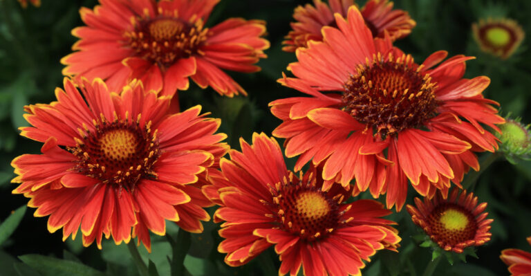 plants (featured image)