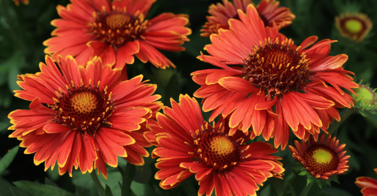 plants (featured image)